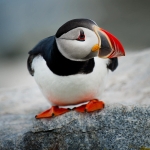 The Wilderness Survival Skills of Birds